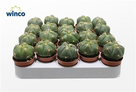 Gymnocalycium Horsti