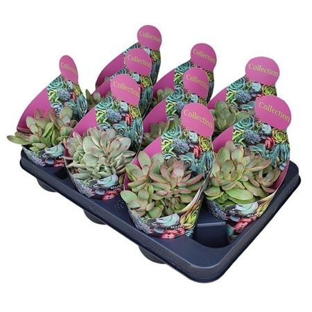Crassula Money Maker Variegata Potcover