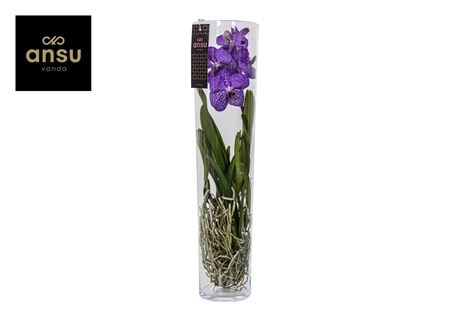 Vanda Michelle 70 Blue