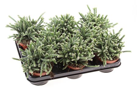 Rhipsalis Horrida