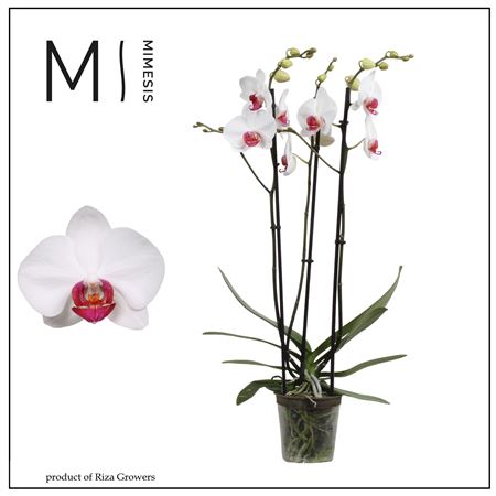 Phal 3st Red Eye 20+ Mimesis (orchid Growers)