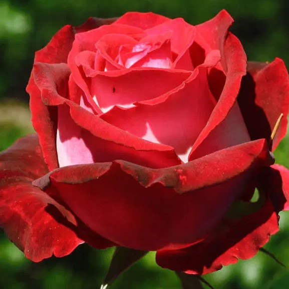 Роза чайно-гибридная Николь