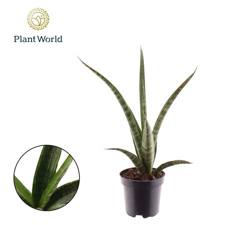 Sansevieria Trifasciata Megan