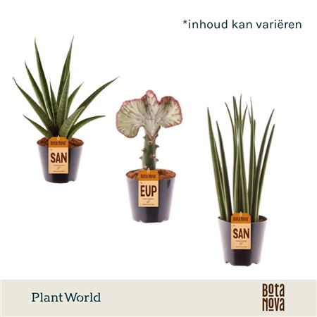 Sansevieria Summerstyle Mix