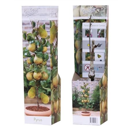 Pyrus Doyenne Du Comice