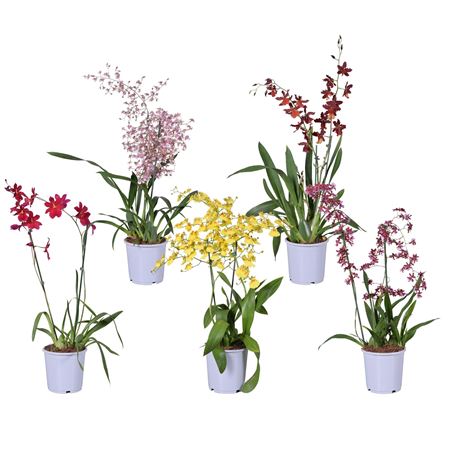 Orchid 2st Mix (morelips)