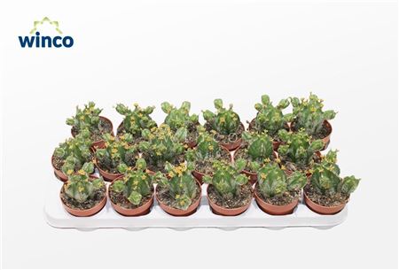 Euphorbia Echinus