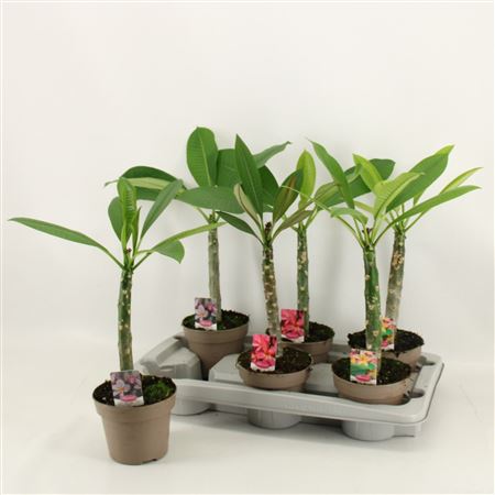 Plumeria Hawaiian Mix With Buds
