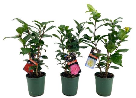 Camellia Japonica Mix 5+