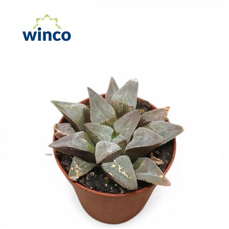 Haworthia Pygmaea