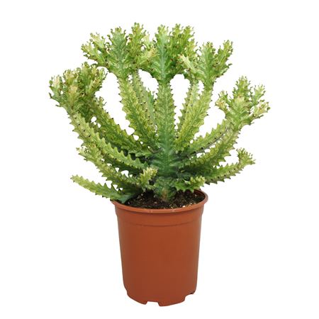 Euphorbia Mayurnathanii Variegata 27 Cm