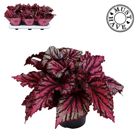 Begonia Lambada Must Have