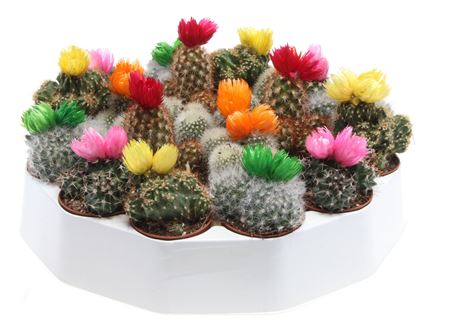 Cactus Dryflowers Mix Rondo