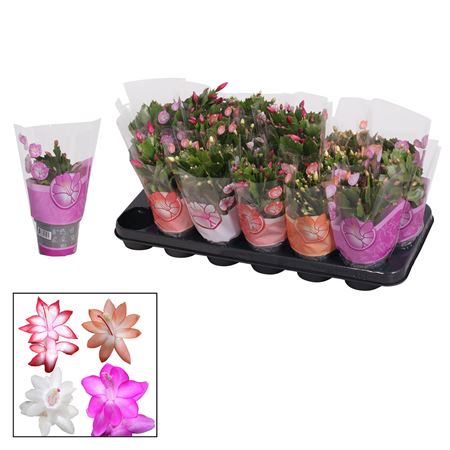 Schlumbergera Mix Ton Sur Ton