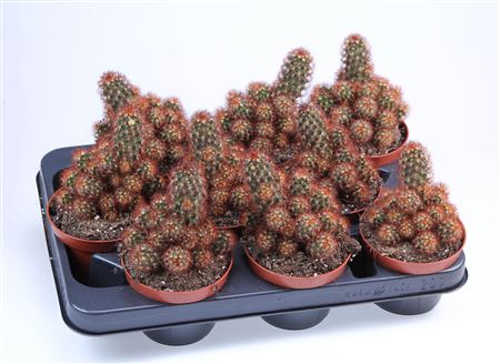 Mammillaria Elongata Red
