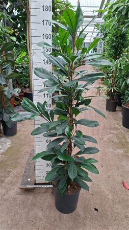 Ficus Cyathistipula 3pp