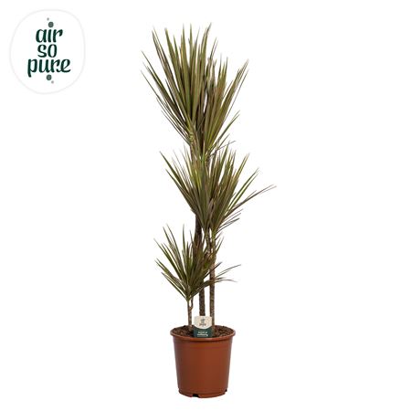 Drac Bicolor 60-30-10 (air So Pure)