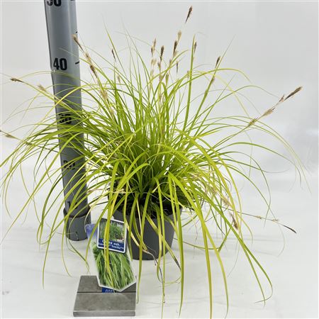 Carex Oshimensis Everillo