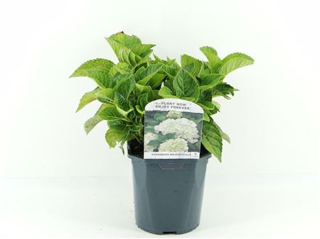 Hydrangea Ma White