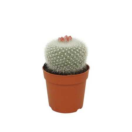 Brasilicactus Haselbergii 7  Bloeiend