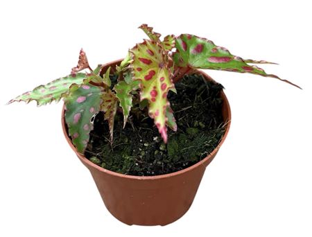 Begonia Pink Dottie