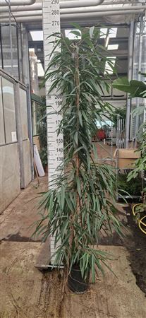 Ficus Bin Alii Piramide