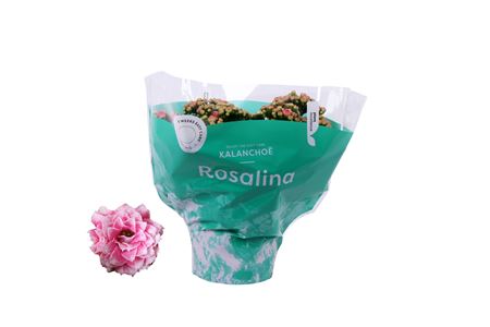 Kal Ros Don Alano Pink