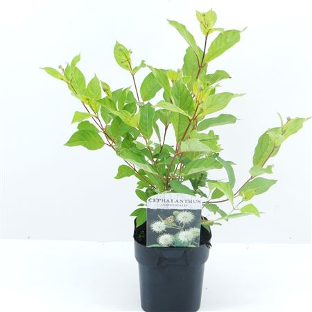 Cephalanthus Occidentalis