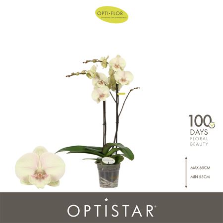 Phal 2st Optistar Turner 15+ (opti)