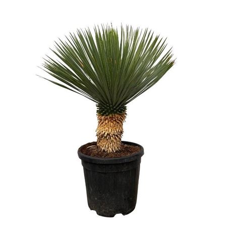 Yucca Rostrata P30 80 Cm