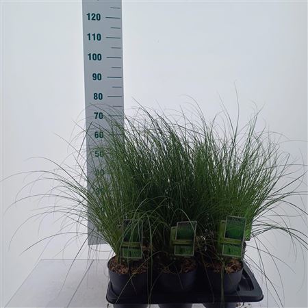 Carex Testacea Phoenix Green