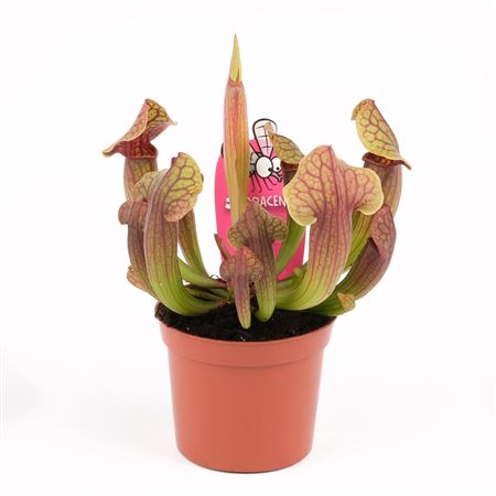 Sarracenia Tess