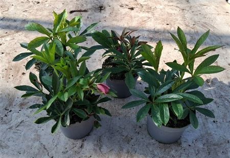 Helleborus Or Double Dark Pink