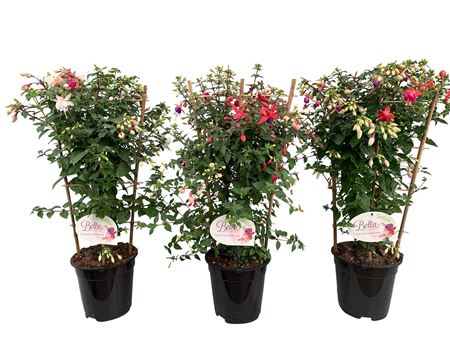 Fuchsia Salou On Reck