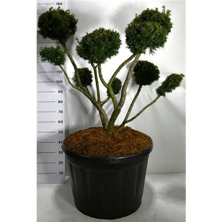 Taxus Media Farmen