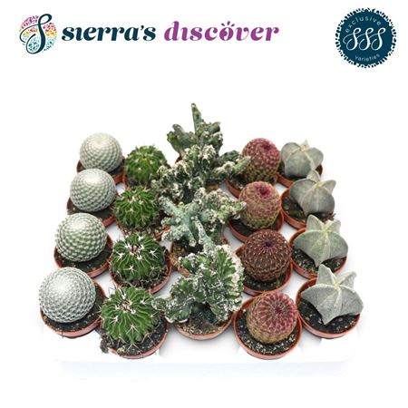 Cactus Mix Bilbao
