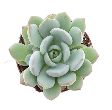 Echeveria Yoni