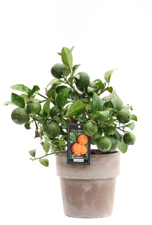Citrus Red Lime On Stem In Pot Verona