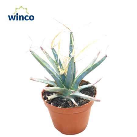 Leuchtenbergia Principus