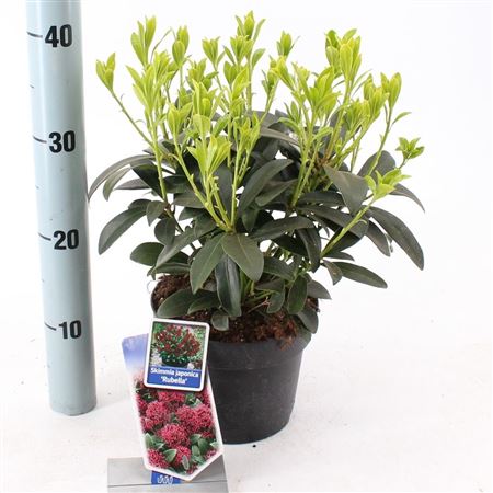 Skimmia Jap Rubella