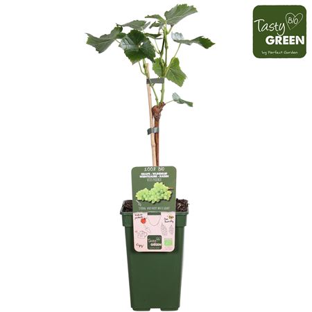 Vitis Vin Phoenix (grafted) Bio
