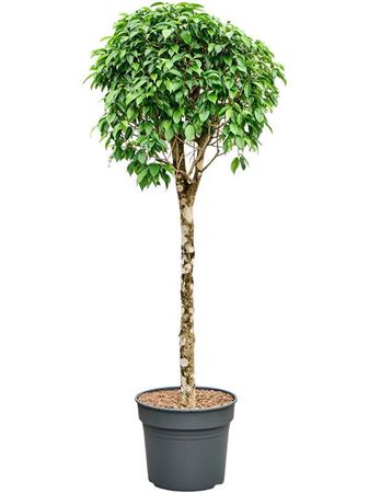Ficus Benjamina 'columnar'