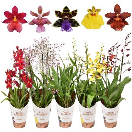 Orchid 3st Mix