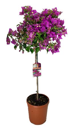 Bougainvillea Glabra Sanderiana On Stem