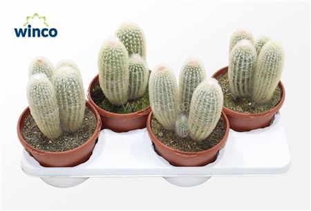 Espostoa Lanata