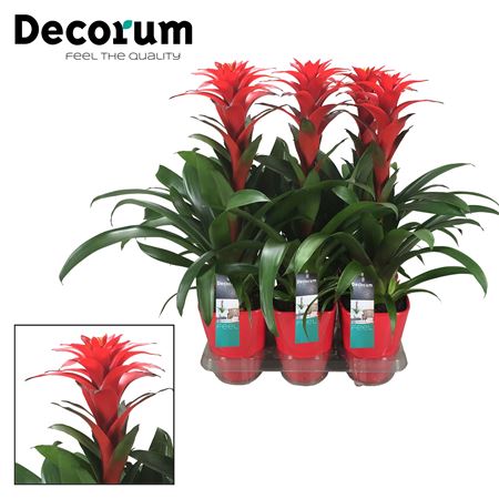 Guzmania Calypso Luxe (decorum)