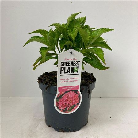 Hydrangea Ma Tovelit
