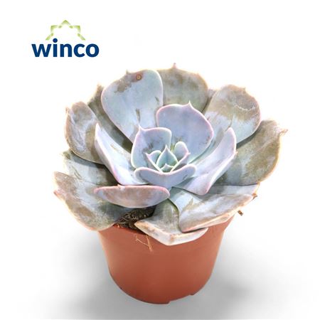 Echeveria Pollux