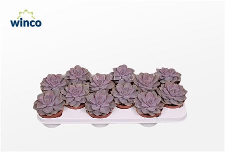 Echeveria Pearl Von Neurenberg