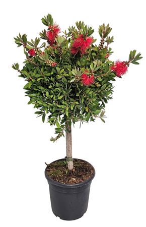 Callistemon Laevis On Stem